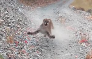 Watch a mountain lion chase a man for a terrifying 6 minutes - BGR