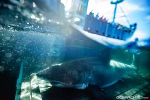 Giant white shark spotted by Unamaki south of Miami