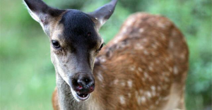 Beware the drivers: angry wild animals in the Easter area