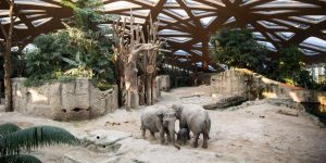 Zurich Zoo joins the #unitedforbiodiversity alliance