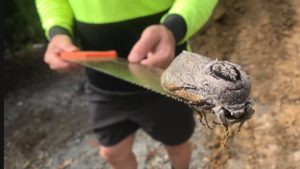 Australia: Construction workers find a huge butterfly in elementary school