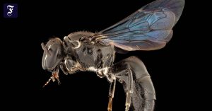 A species of bee that has been missing for 100 years has been discovered in Australia