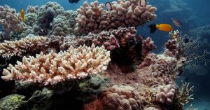 Australia will oppose UNESCO's plan to declare the Great Barrier Reef in danger despite its critical situation due to climate change