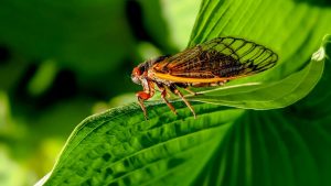 How Citizen Scientists Look for Cicadas