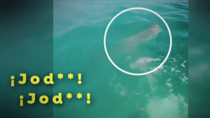 Shocking moment when a swimming surfer escapes from a shark on the beach