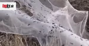 Spelling videos after a flood in Australia: Spider's end!  The country was covered in huge nets