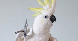 A cockatoo looking for food: open the litter box