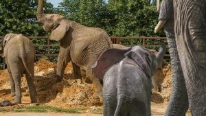 First in the world: Elephants travel thousands of kilometers by plane!  the reason is...