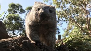 Puzzle solved: this is how wombat dung is made