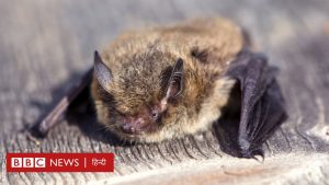 The cat killed a bat that traveled a record distance of 2000 km