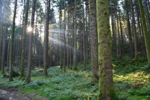 The reproductive capacity of trees decreases with age