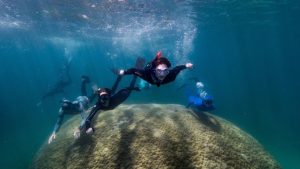 Australia: Scientists discover giant corals in the Great Barrier Reef