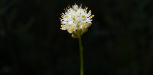 Carnivorous plants feed on insects in new ways