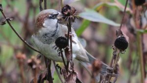 Scientific survey: Number of birds: 1.6 billion birds and only 3000 kiwis