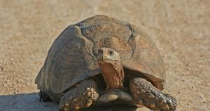 Chaos in one of Japan's busiest airports because of a turtle.  Five flights have been postponed