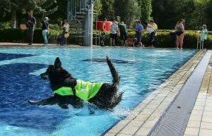 Senta, der sechsjährige Labrador-Mix, beim Hundebadetag in Hettstedt im September 2020.