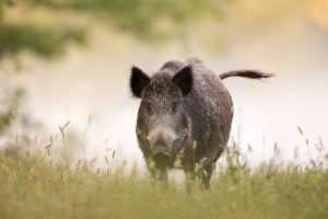 cinghiale-cinghiali-by-budimir-jevtic-fotolia-750.jpeg