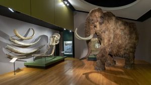 Mammoths died as a result of climate change