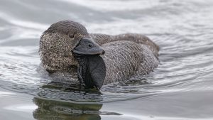 Communication: the duck scolds like a human