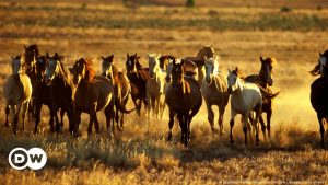 Australia plans to cull more than 10,000 wild horses, but scientists say it's not enough |  Science and Ecology |  DW