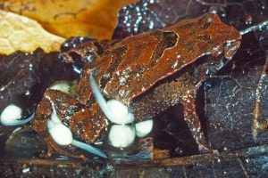 Small species of frogs have been discovered in Australia