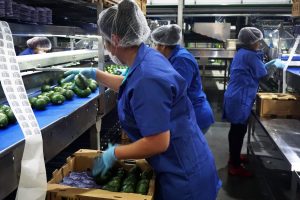 La producción de aguacate en Jalisco. Foto: Gobierno de México.