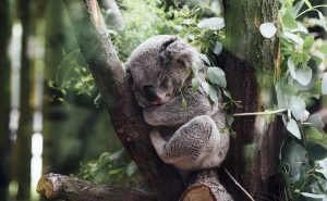 Koala